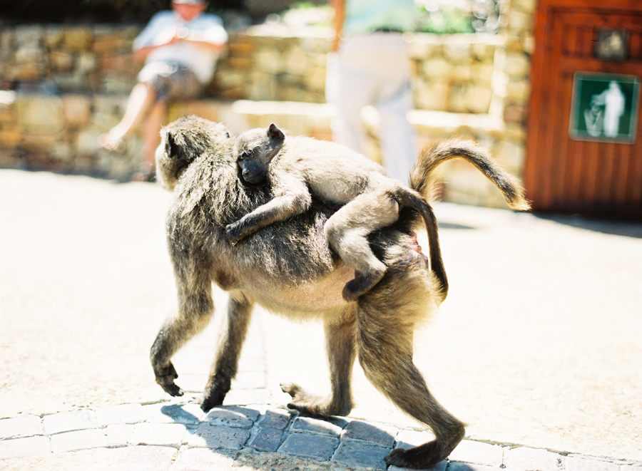 Baboons in Cape Town