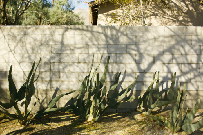 California Desert Cactus