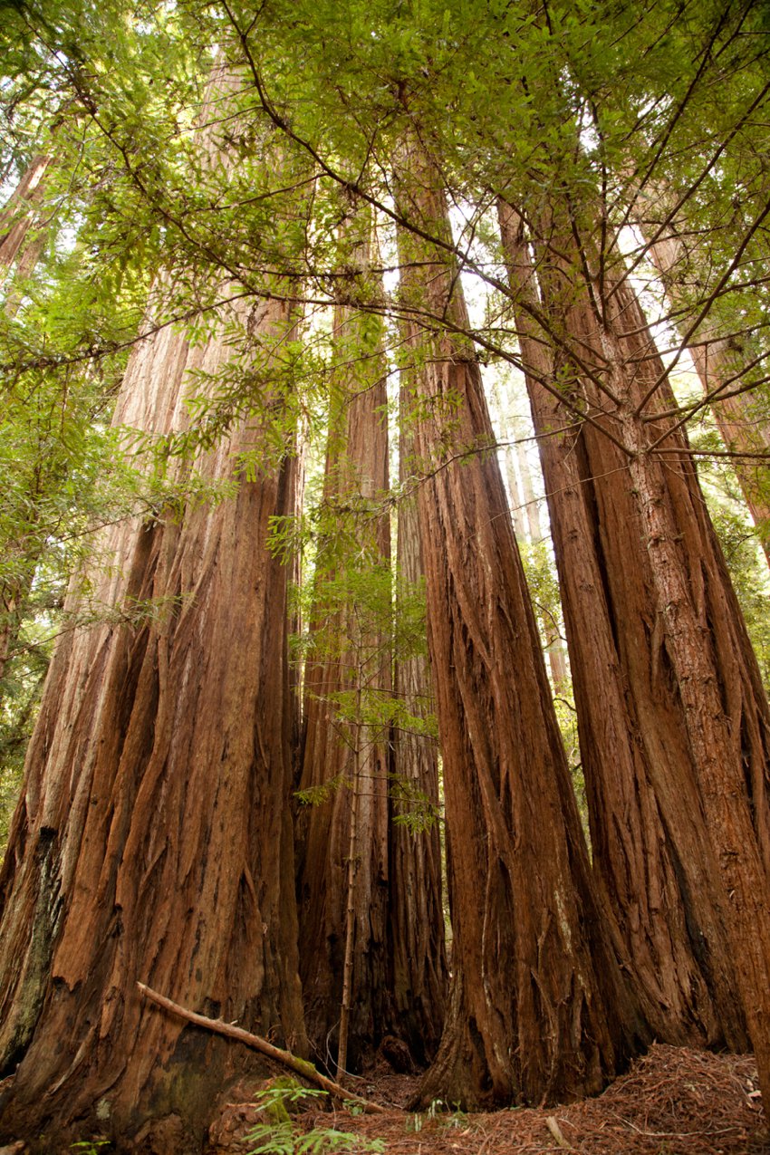 Big Basin State Park