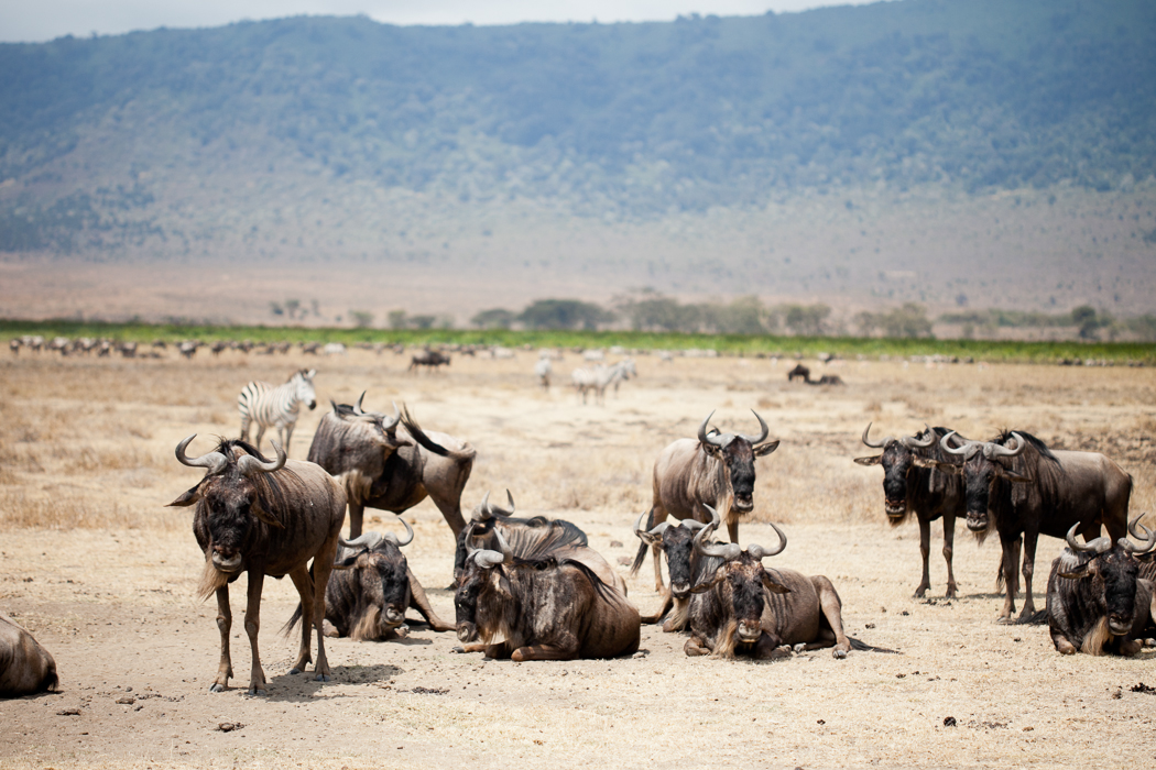 Buffalo Safari Tanzania