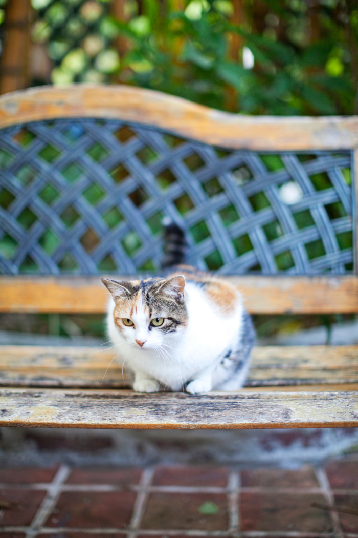 Hemingway House Cat in Key West Entouriste