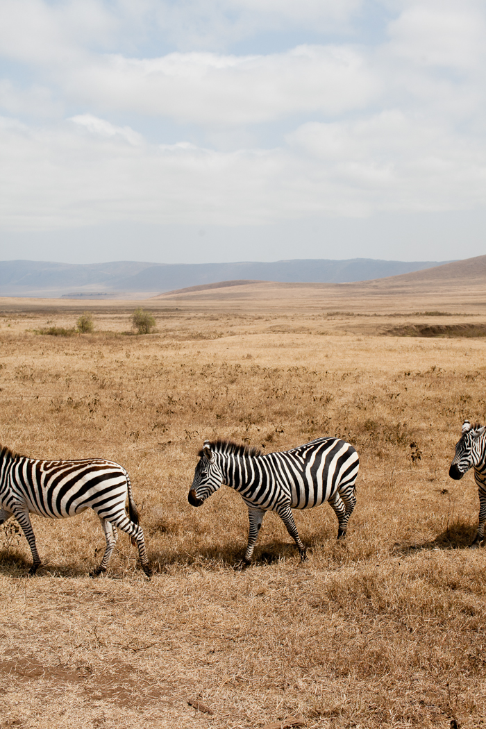 Zebras Safari Tanzania