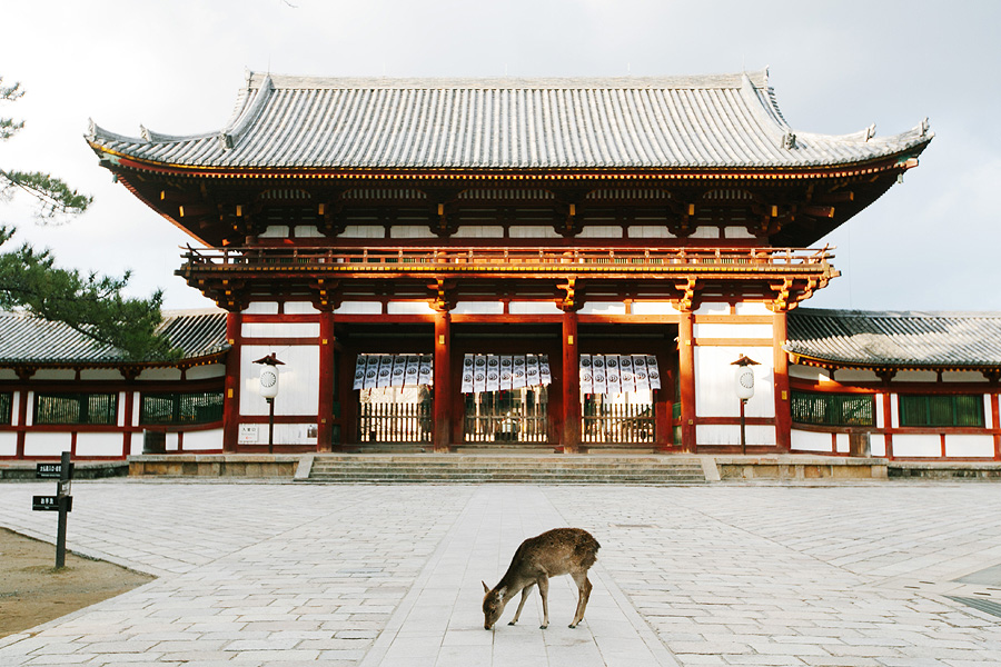 Lone Deer in Nara