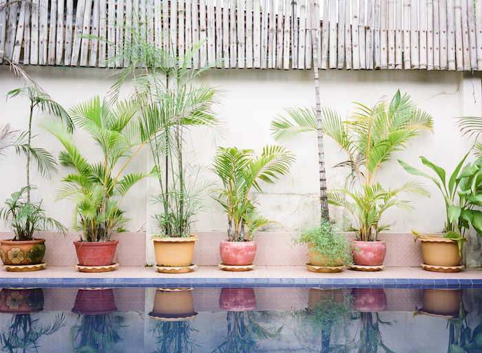 Potted Plants in Koh Kong Cambodia