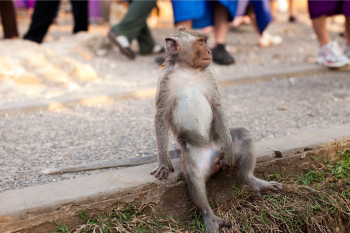 Monkey at Pura Luhur Uluwatu Bali
