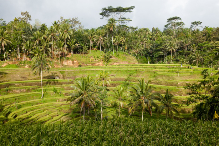 Tegallang Rice Terrace Bali