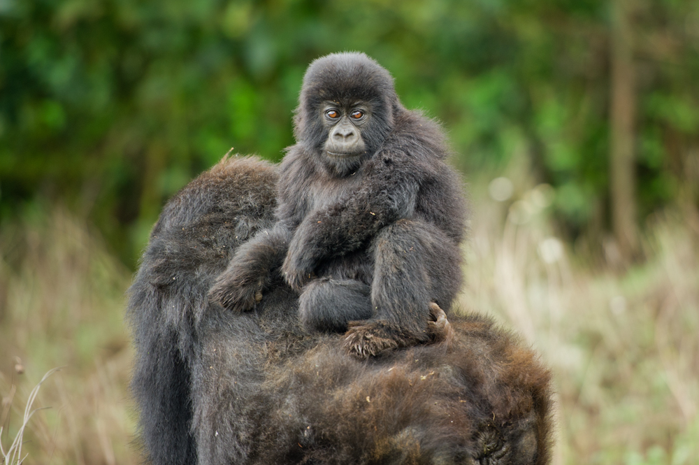Baby Gorilla Rides on Back in Rwanda