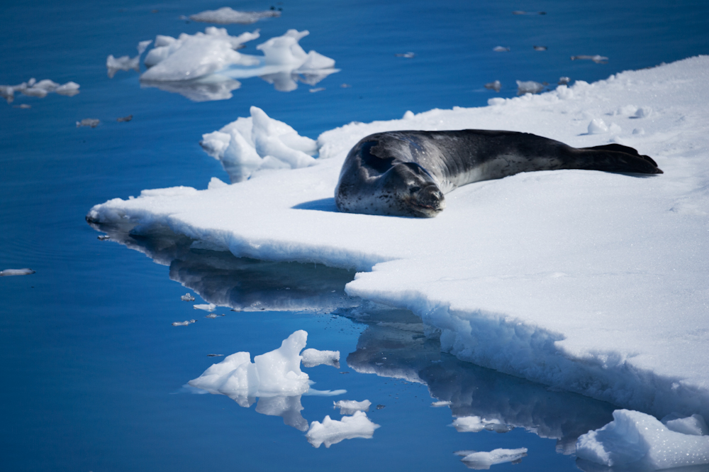 Beached Leopard Seal in Antarctica