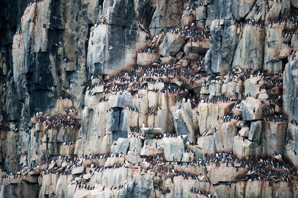 Birds Perched Atop Cliff Formations in the Arctic
