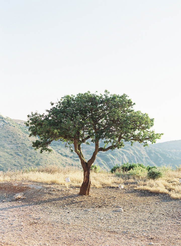 Lone Olive Tree in Kefalonia Greece