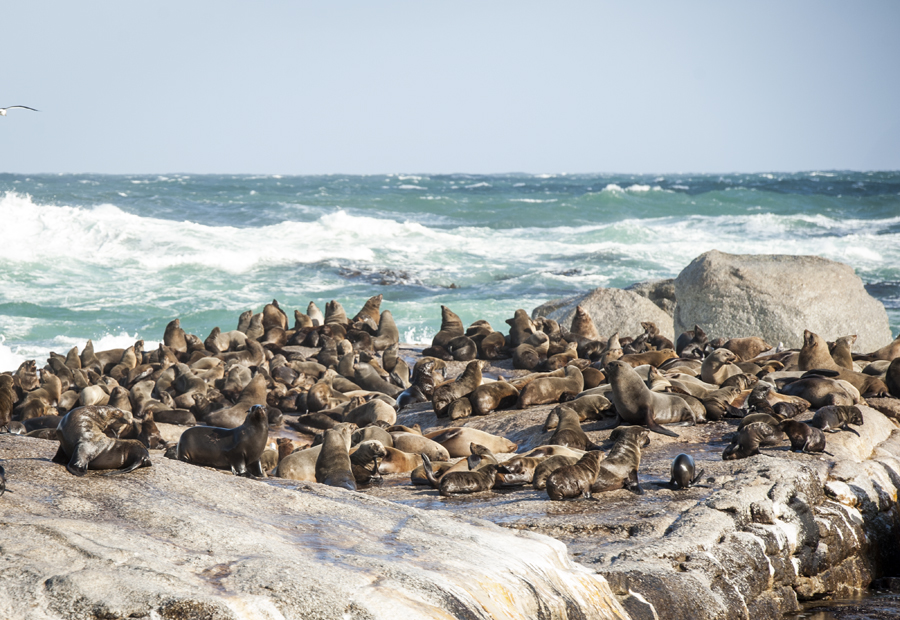 Seals at Seal Island Cape Town