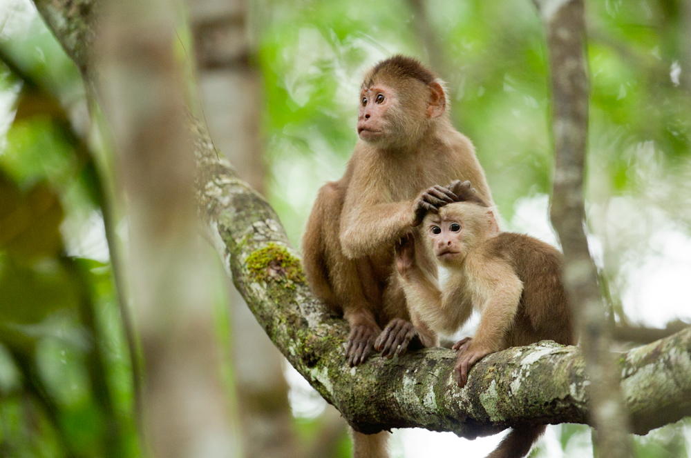 Monkeys Sitting on a Mossy Branch in the Amazon
