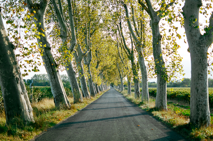 Tree Lined Road in Ventenac en Minervois France