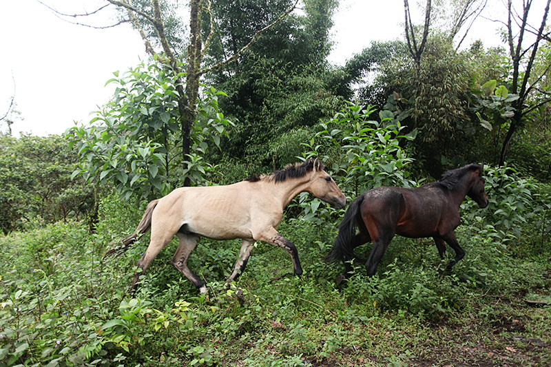Wild Horses in Mindo Ecuador