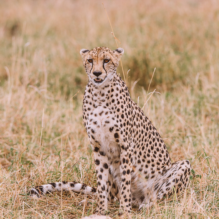Cheetah at the Masai Mara Game Reserve in Kenya