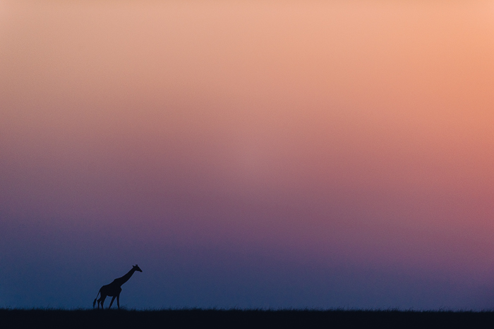 Colorful Sunset at the Masai Mara Game Reserve in Kenya