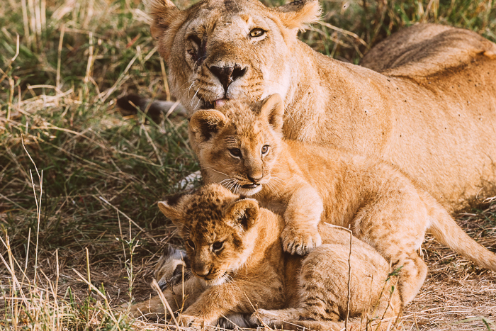 Cuddling Family of Lions at the Masai Mara Game Reserve in Kenya
