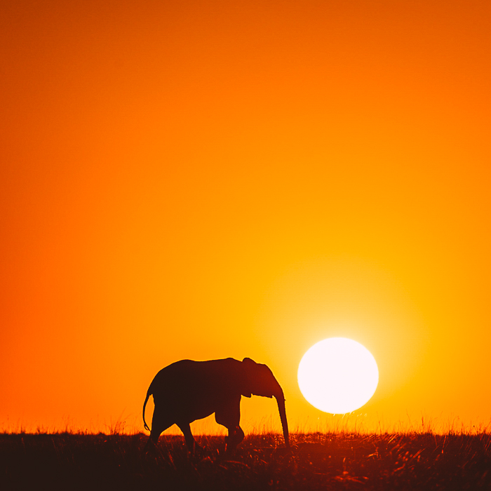 Elephant at Sunset at the Masai Mara Game Reserve in Kenya