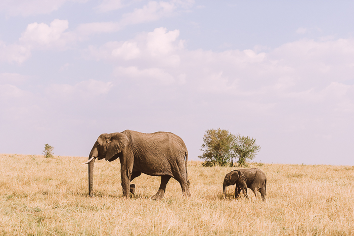 Elephant with Child at the Masai Mara Game Reserve in Kenya