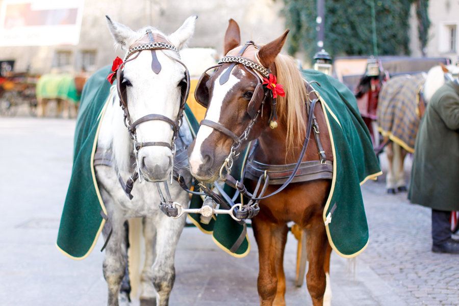 Working Horses in Salzburg