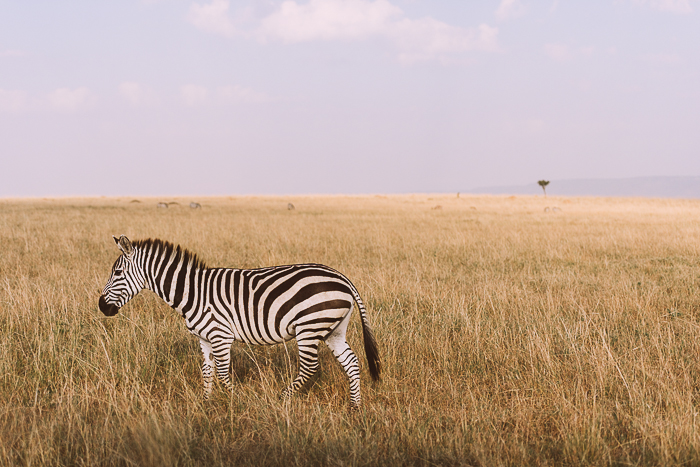 Zebra in the Field at the Masai Mara Game Reserve in Kenya