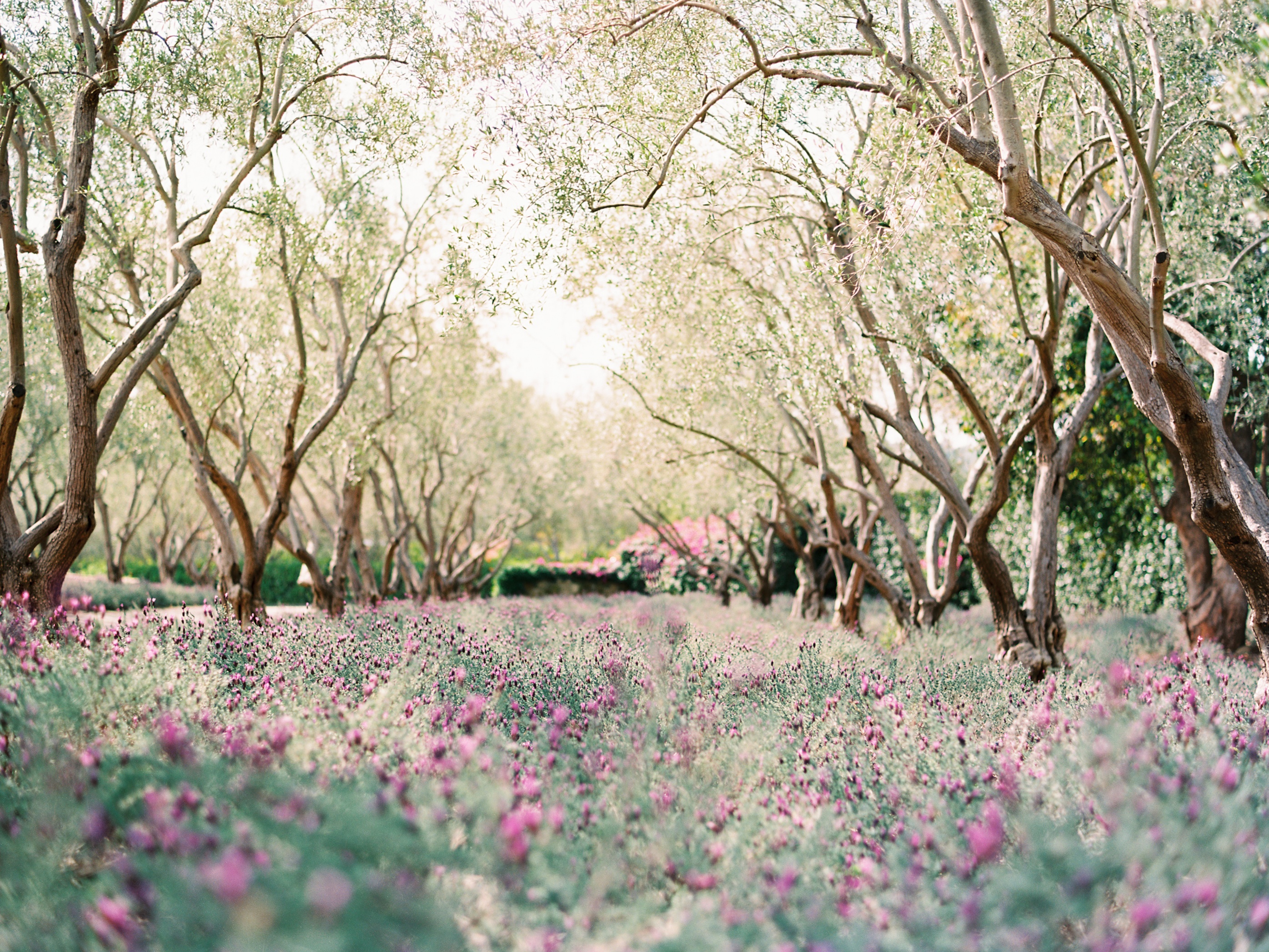 Lavender Fields at San Ysidro Ranch in Santa Barbara