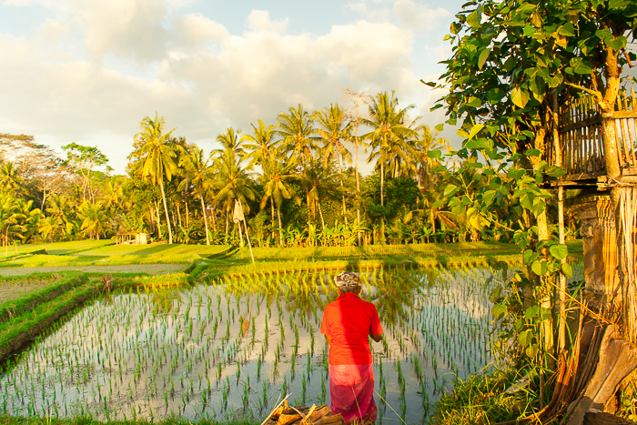 Rice Paddies of Ubud Bali