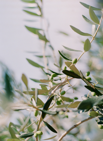 Liguria Olives