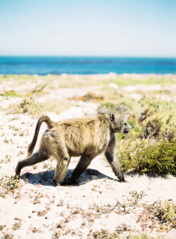 Baboon in South Africa
