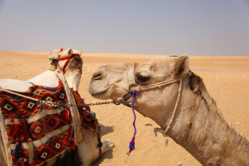 Camels in Egypt