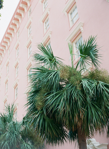 Charleston Palm Trees