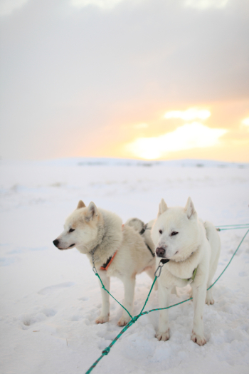 Dogsledding at Sunrise in Iceland