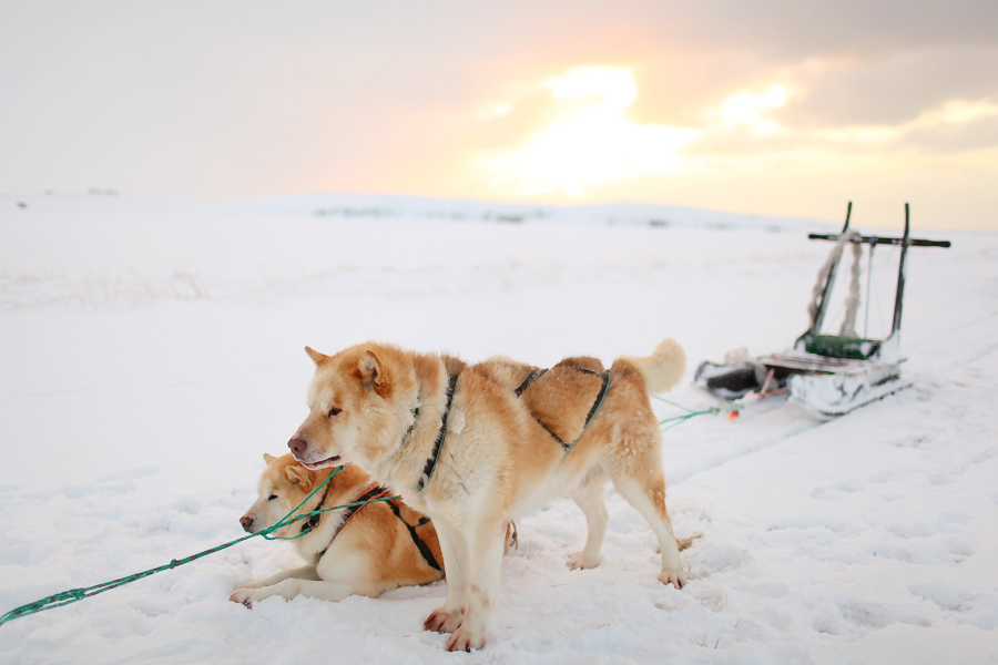 Dogsledding in Iceland