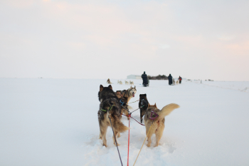 Dogsledding in the Snow