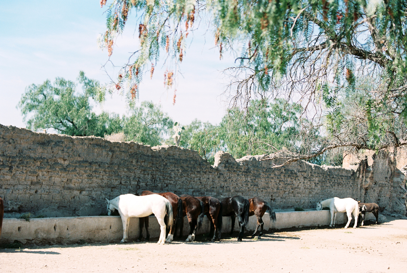 Horses at Hacienda las Trancas
