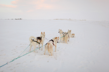 Iceland Dogsledding