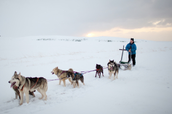 Iceland Dogsledding at Sunrise