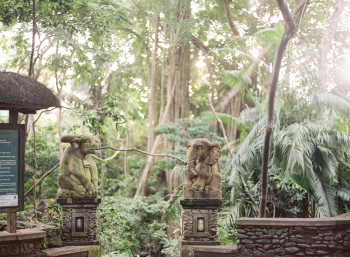 Monkey Forest in Ubud
