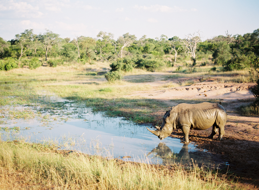 Rhino at Kapama Private Game Reserve