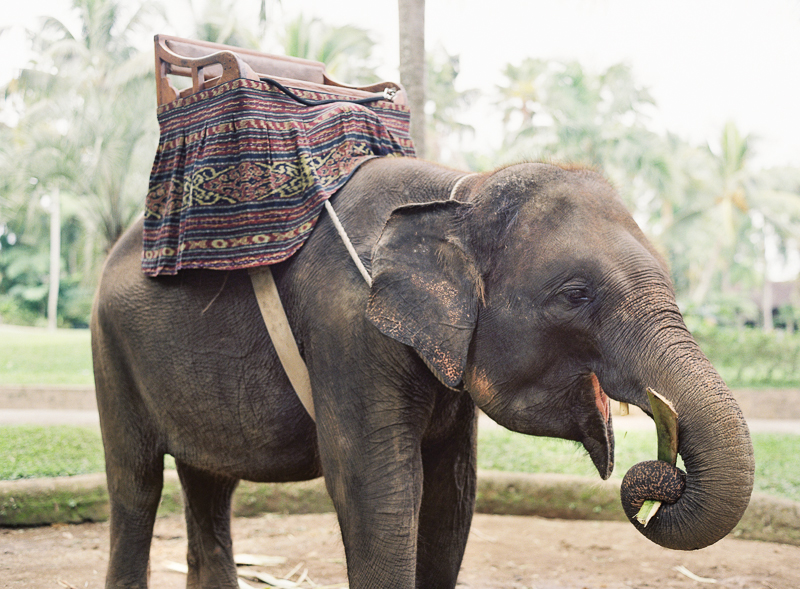 Riding Elephants in Ubud