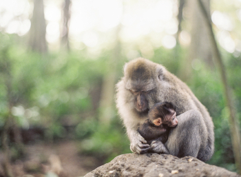 Mama and Baby Monkey