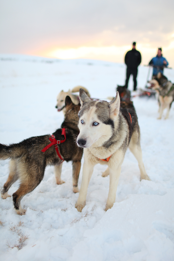 Sled Dogs