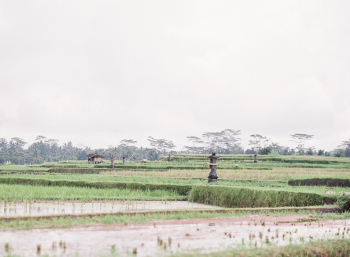 Tegalalang Rice Terrace
