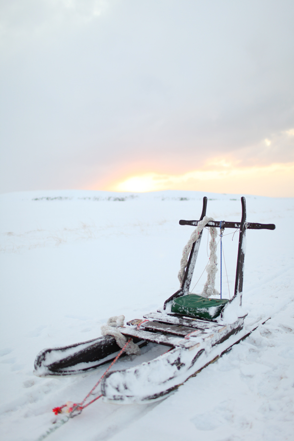 Winter Sunrise Dogsledding