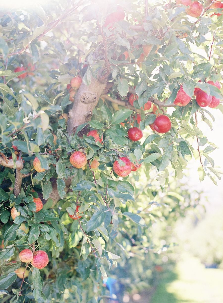 Apple Trees in Queenstown