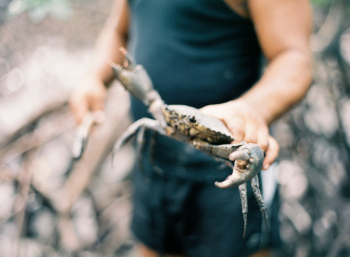 Crab Hunting in Cairns