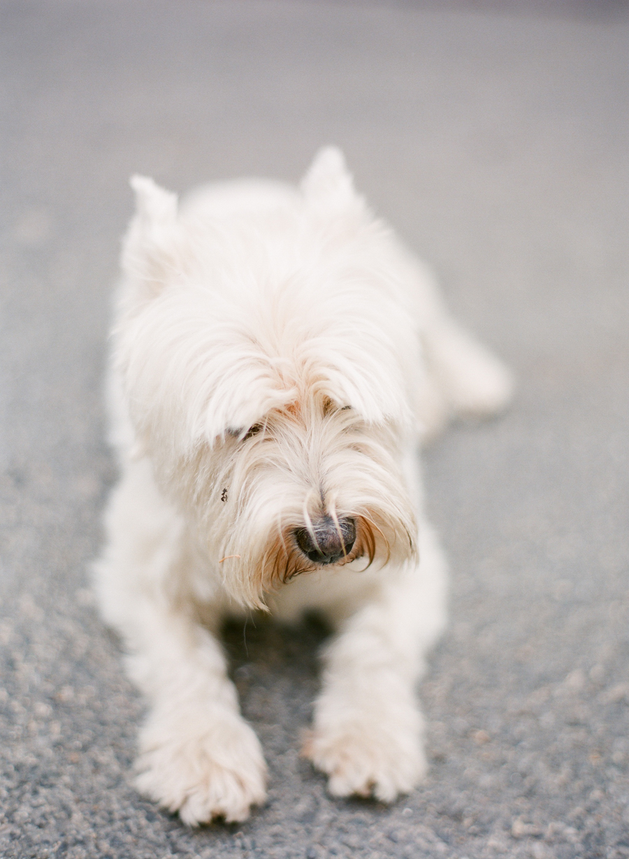 Dog in Lourmarin