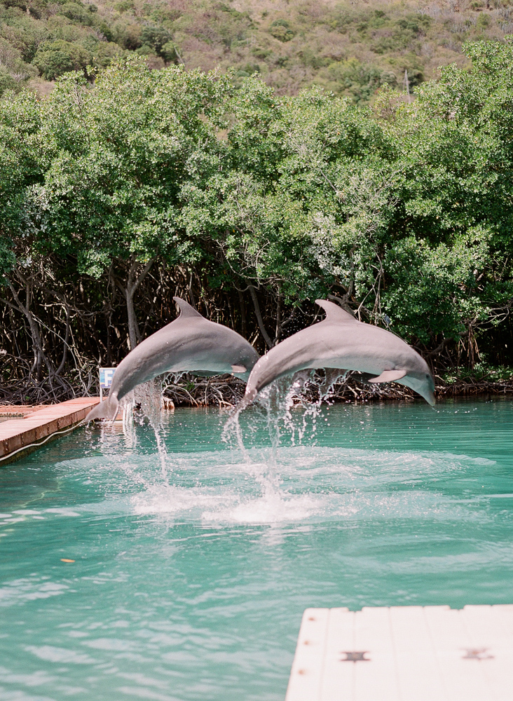 Dolphin Discovery Tortola