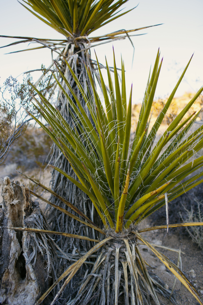 Joshua Tree National Park Joshua Tree National Park