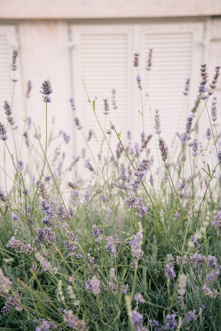 Lavender Croatia Entouriste
